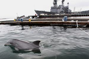 美軍海豚研究設施