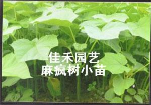 沭陽縣佳禾花卉園藝中心