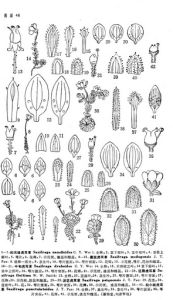 墨脫虎耳草 墨脫虎耳草