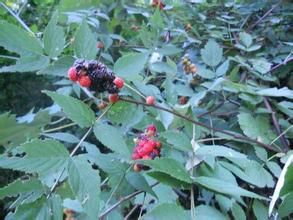 腺萼紅果懸鉤子 腺萼紅果懸鉤子