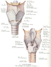 喉部解剖