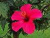 Hibiskus rosa-sinensis - Kwiat 02.jpg