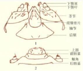 四紋豆象頭部構造