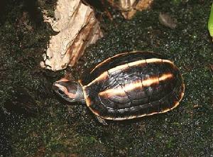 三龍骨龜 三龍骨龜