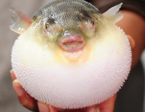 魨魚在膨脹時，成排的刺毛會豎起來