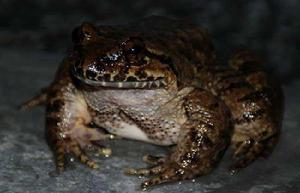 興山石蛙 興山石蛙