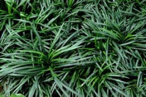 擬長尾冬青 擬長尾冬青