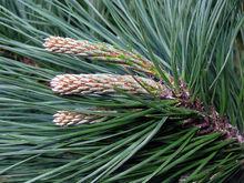 松針[松屬植物]