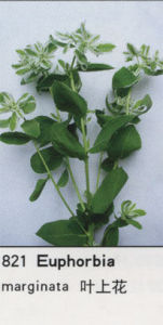 中華青莢葉 中華青莢葉