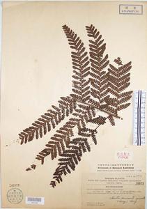 海南肋毛蕨的模式標本
