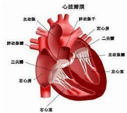 急性纖維蛋白性心包炎 急性纖維蛋白性心包炎