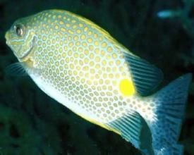 點籃子魚 點籃子魚