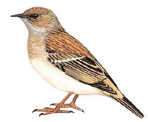 （圖）賀蘭山岩鷚