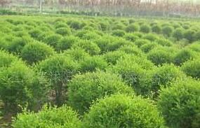 香青密生變種 香青密生變種