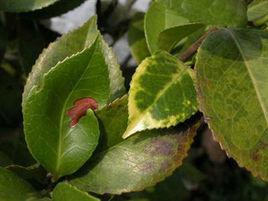 山茶炭疽病 山茶炭疽病