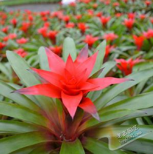 多葉火炬花 多葉火炬花