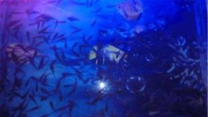 紫裕魚療 紫裕魚療