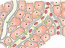 體液瀦留 體液瀦留