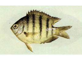 條紋豆娘魚 條紋豆娘魚