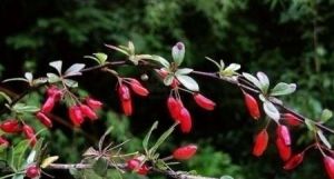 陰生小檗 陰生小檗