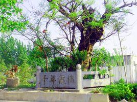 千年龍槐 千年龍槐