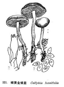 褐黃金錢菌 褐黃金錢菌
