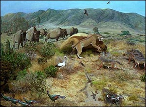 第三紀殘遺物 第三紀殘遺物