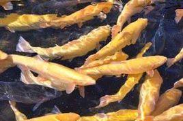 懷柔虹鱒魚 懷柔虹鱒魚