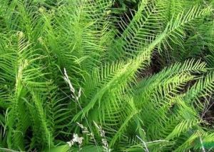 加拿大蜈蚣草 加拿大蜈蚣草