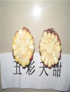 天鮮2號 天鮮2號