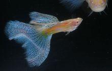 白子孔雀魚新圖片