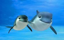 海底大冒險[美國/韓國2006年霍華德·貝克執導電影]