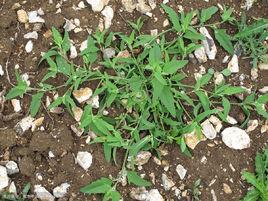 匍匐植物 匍匐植物