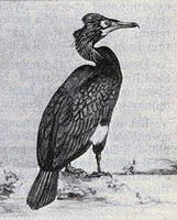 白令鸕鶿 白令鸕鶿