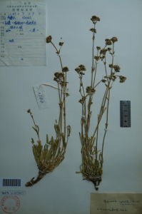 膜苞石頭花 膜苞石頭花