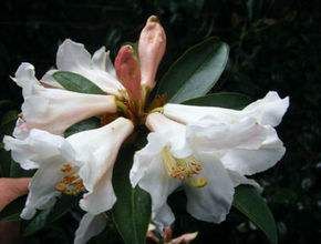 滇隱脈杜鵑(亞種) 滇隱脈杜鵑(亞種)