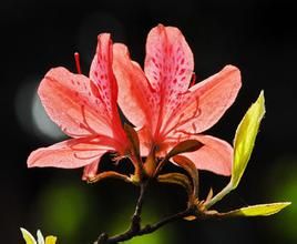 紅點杜鵑 紅點杜鵑