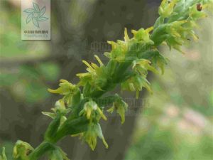 角盤蘭屬 角盤蘭屬