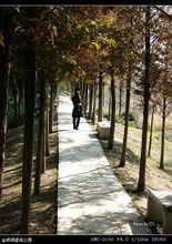 武漢金銀湖濕地公園