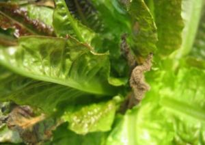 萵筍灰霉病 萵筍灰霉病