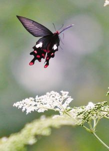 嘎娃嘎普 嘎娃嘎普