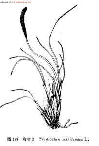 水麥冬屬 水麥冬屬