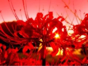 蔓珠莎華 蔓珠莎華