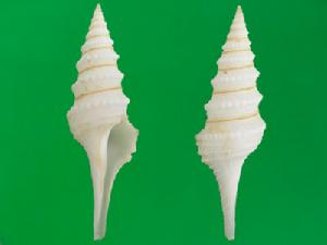 科斯卷管螺 科斯卷管螺