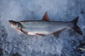 翹嘴紅鮊 翹嘴紅鮊