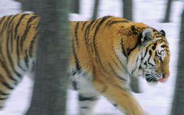 動物大對決 動物大對決