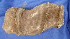 竹節石目 竹節石目