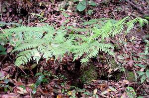 合水桫欏自然保護區