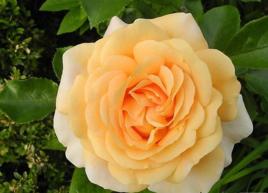 科瑪蒂茲 科瑪蒂茲