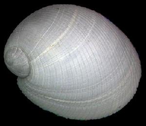 乳頭玉螺 乳頭玉螺